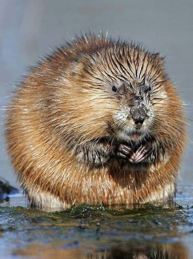 Ондатра Речная