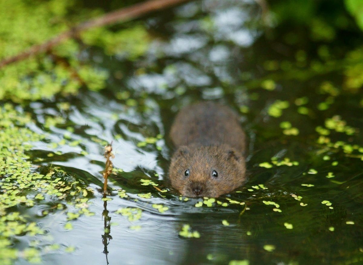 Водяная полевка размер