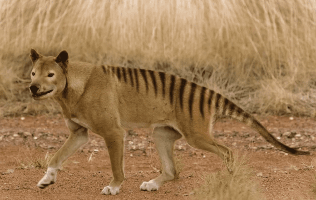 Собака тигр