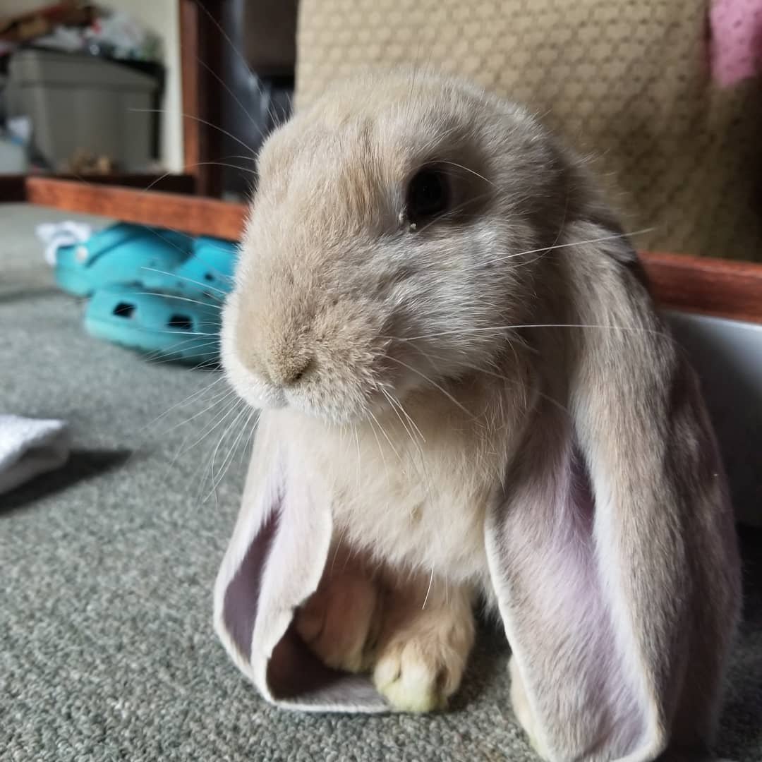 Черный вислоухий кролик