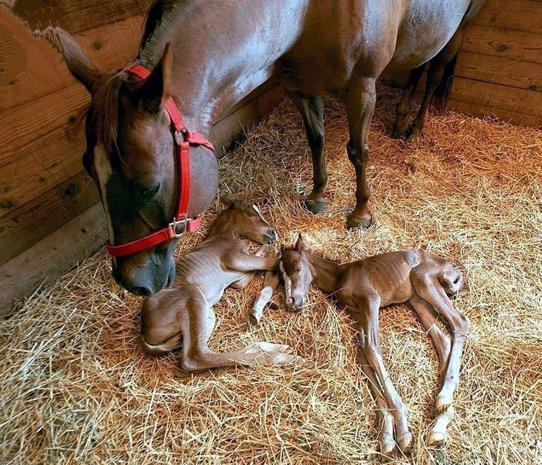 Лошадь «Единорог»