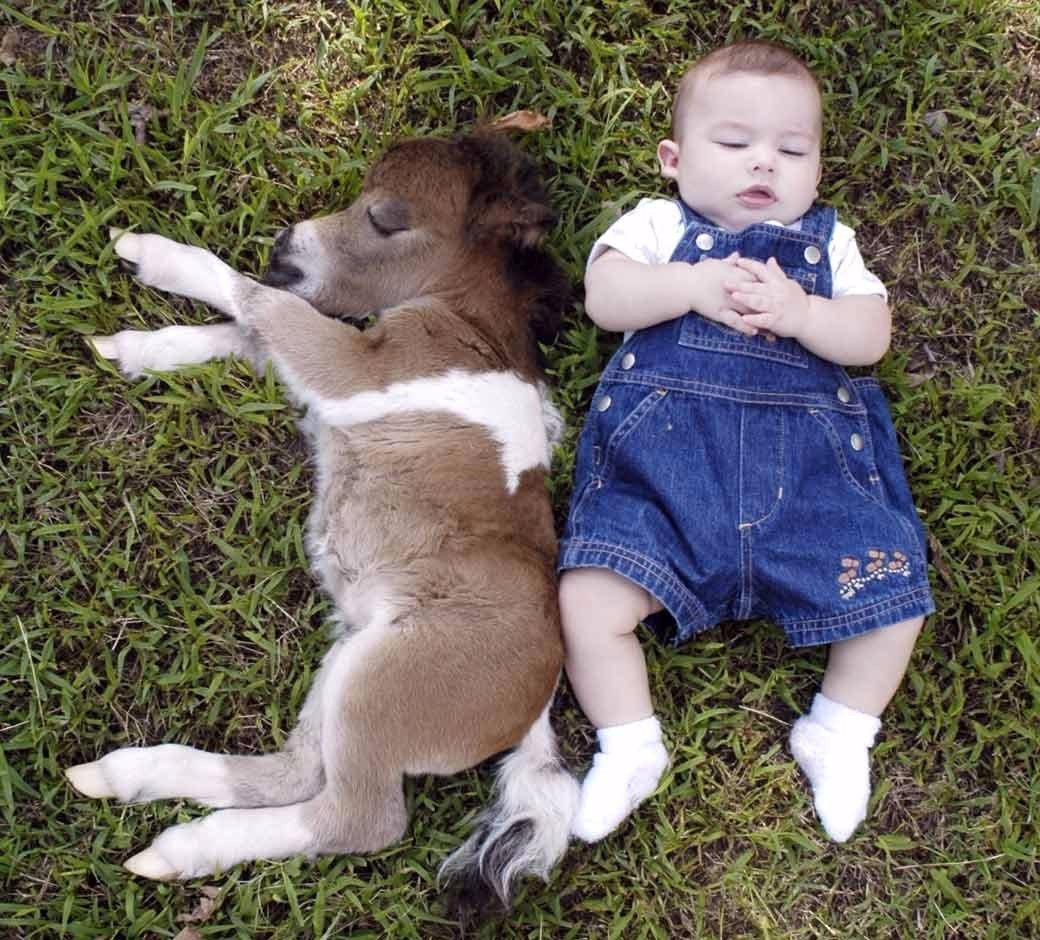 Фалабелла лошадь фото