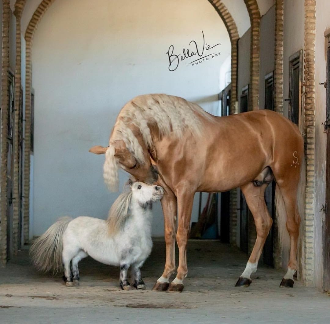 Елена Краваль кони