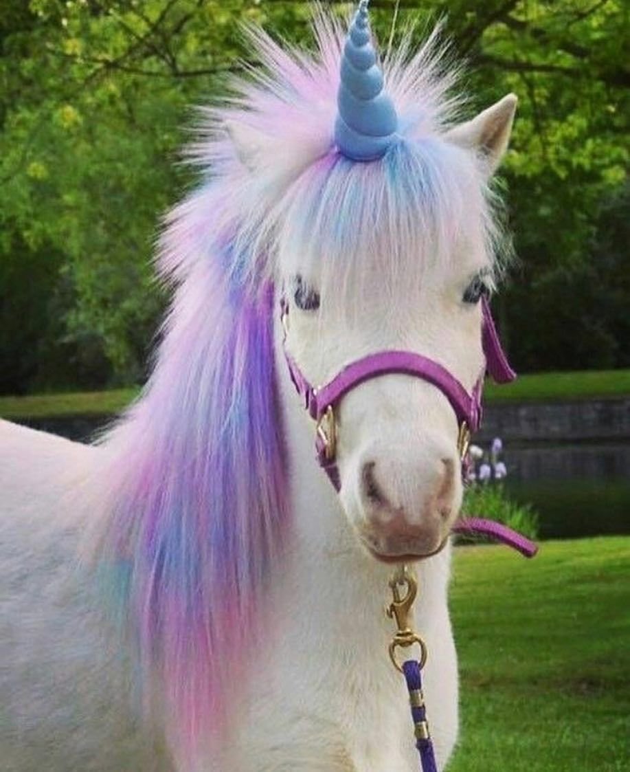 Жеребенок Фалабелла