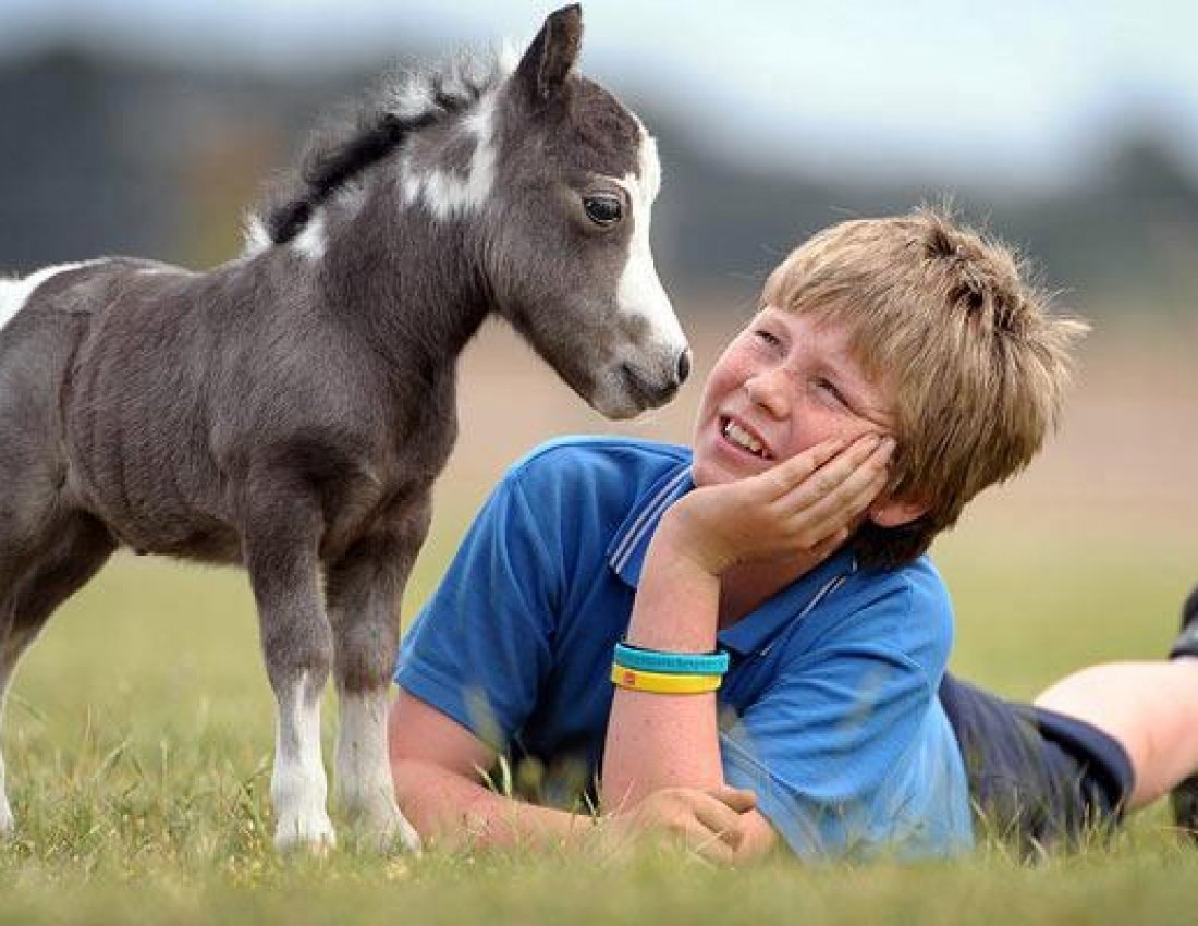 Миниатюрные лошадки