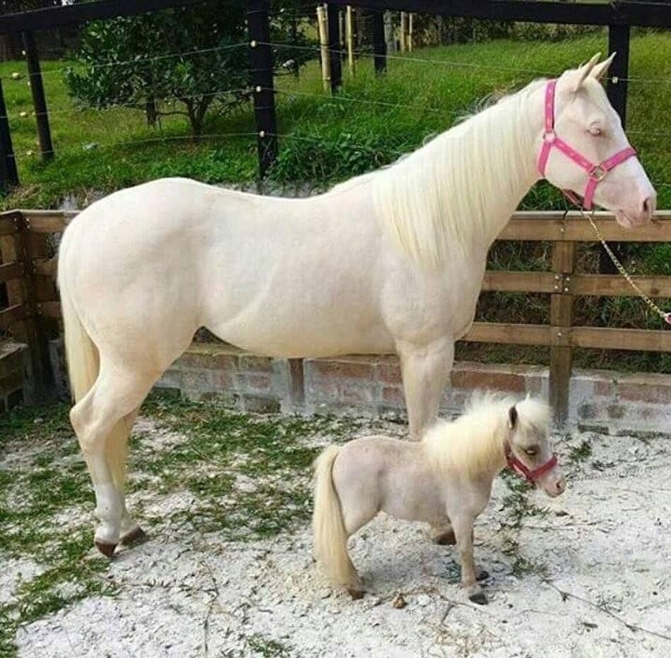 Лошади с другими животными