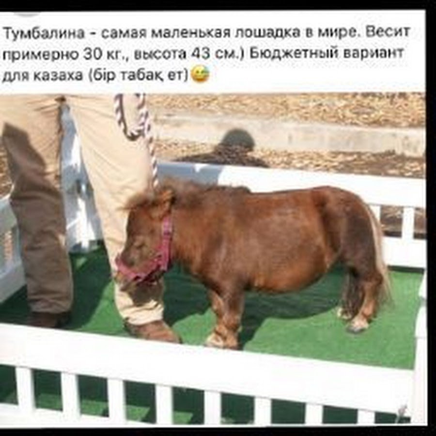 Могилев зоосад