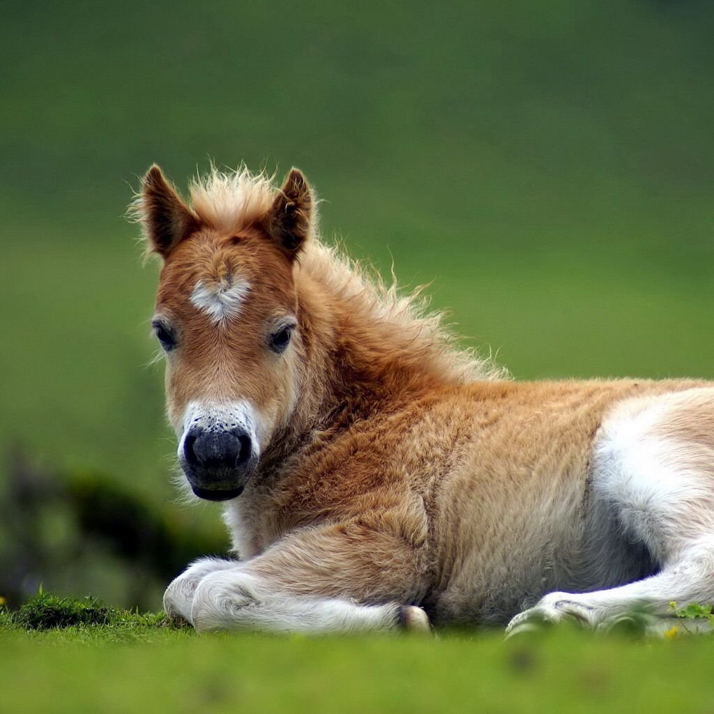 Смешные жеребята