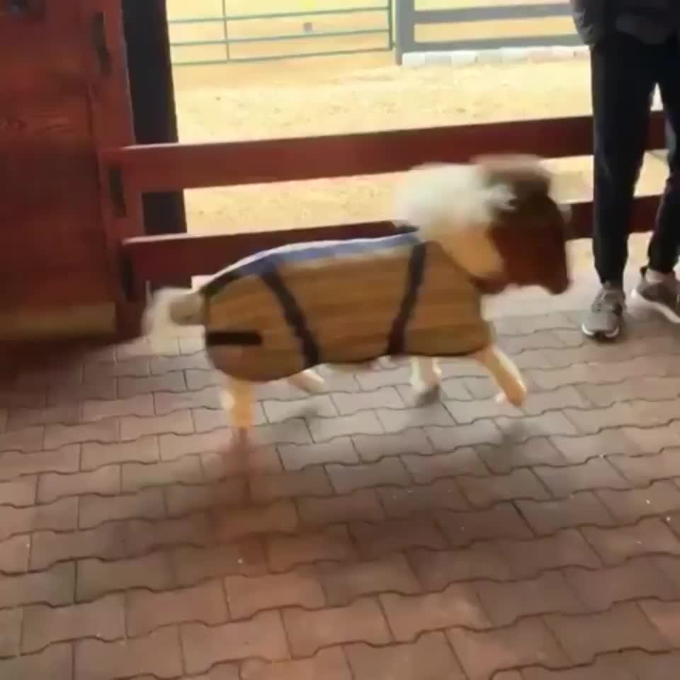 Пони Фалабелла рост