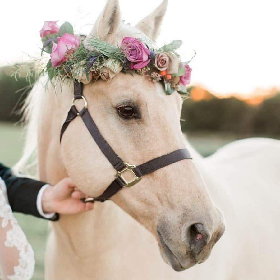 Шетлендский пони