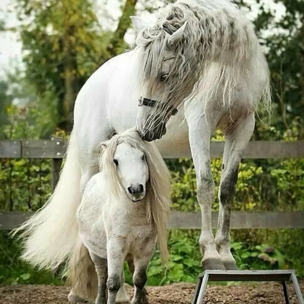 Жеребец Литтл Пампкин