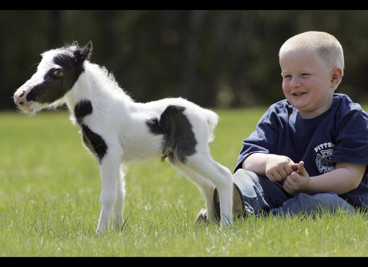 Самая маленькая лошадь