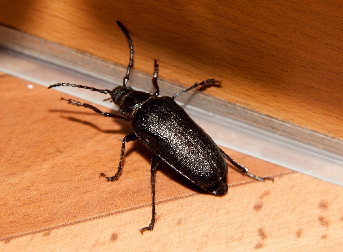 Черный Жук Франкавилла