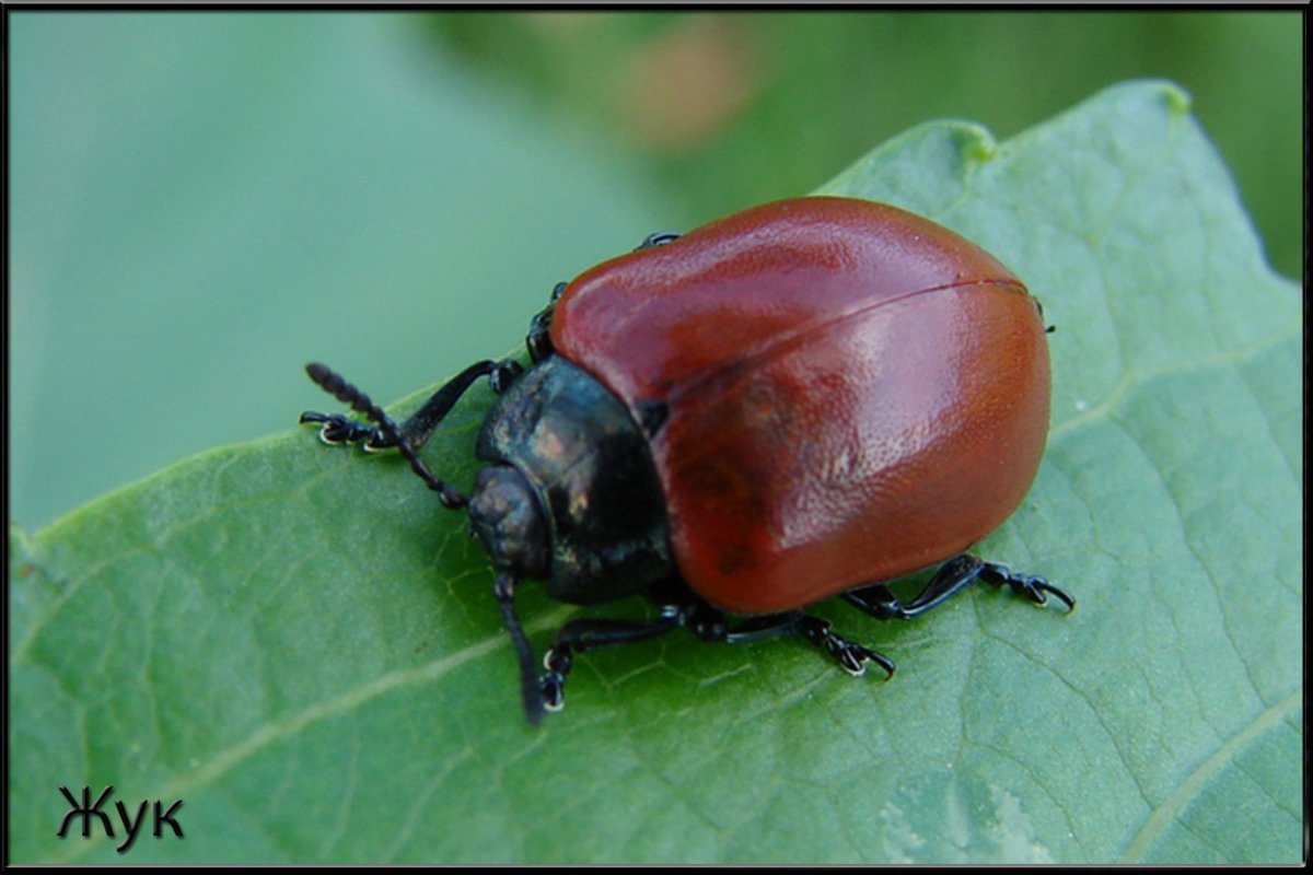 Жук ольхоед
