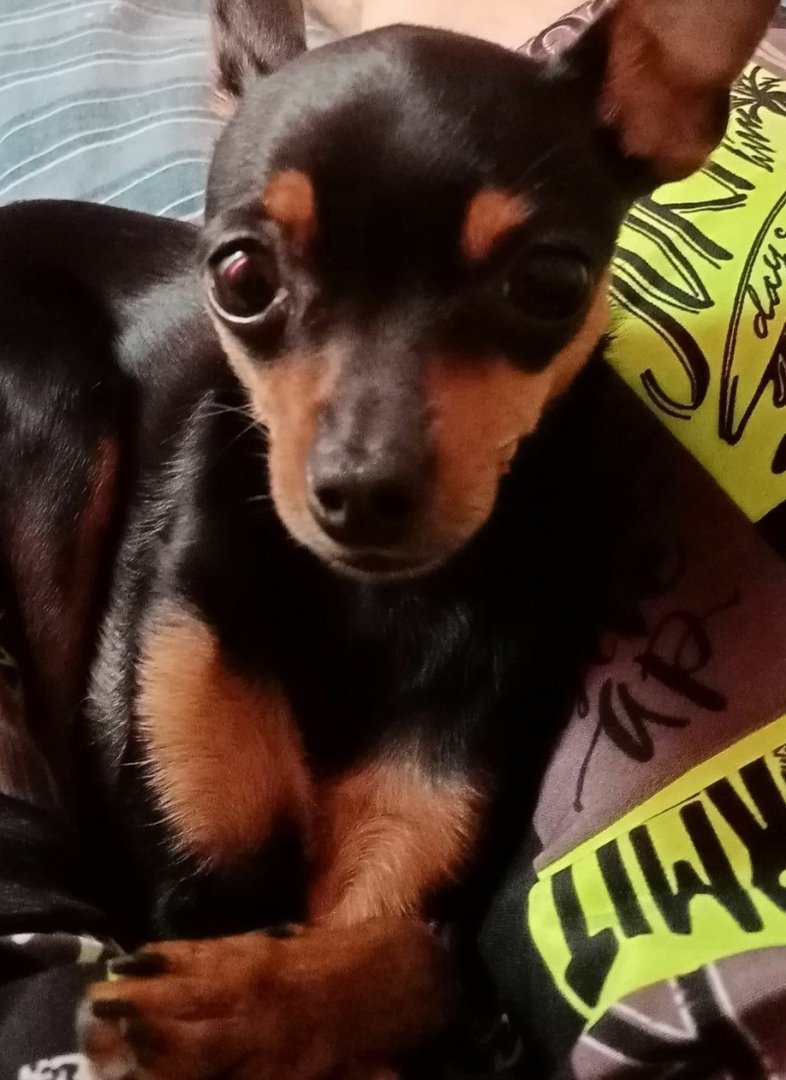 Шоколадный лабрадор Зума