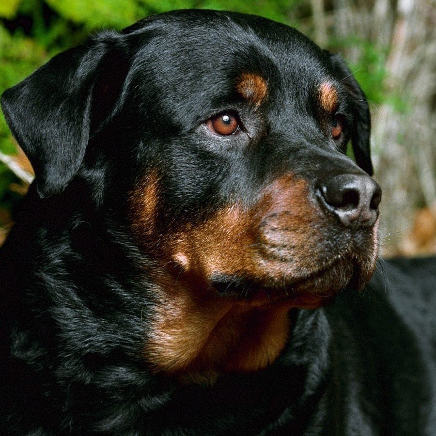 Доберман-пинчер шоколадный