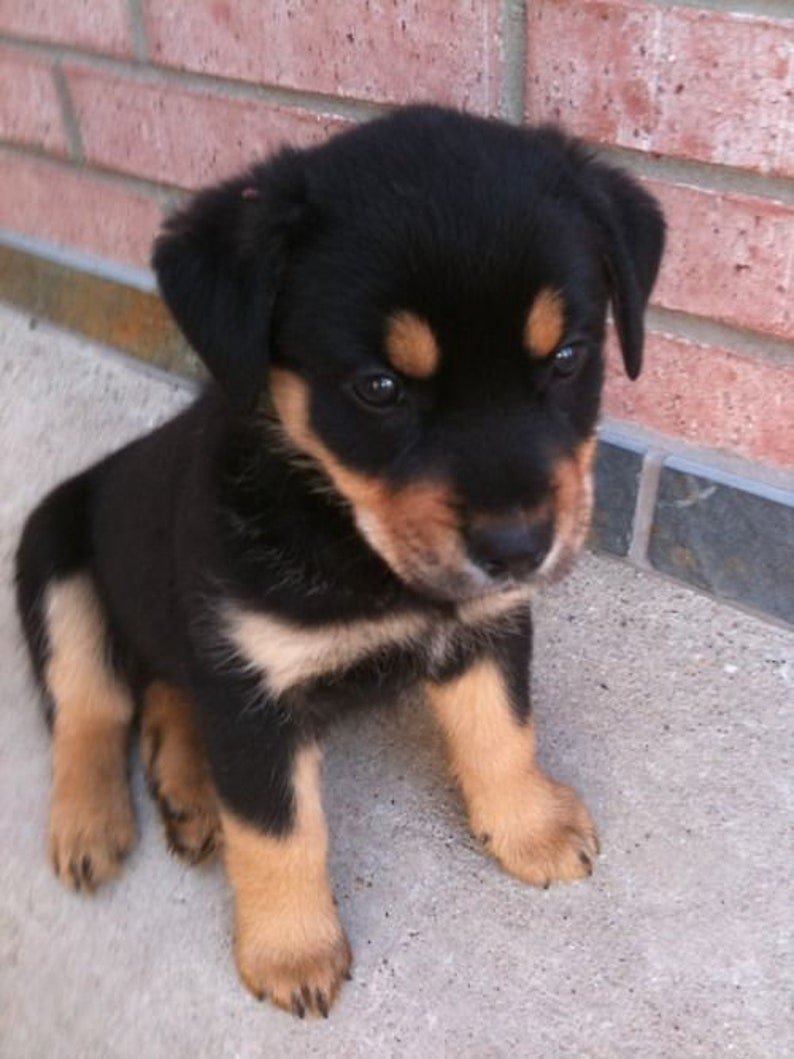 Американский стаффордширский терьер серый