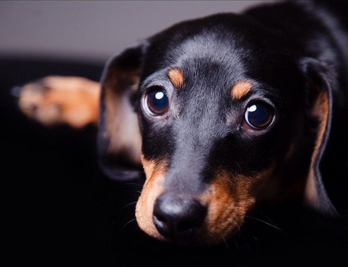 Ротвейлер собака черный