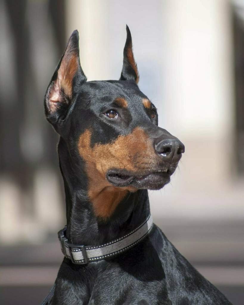 Ротвейлер лапы