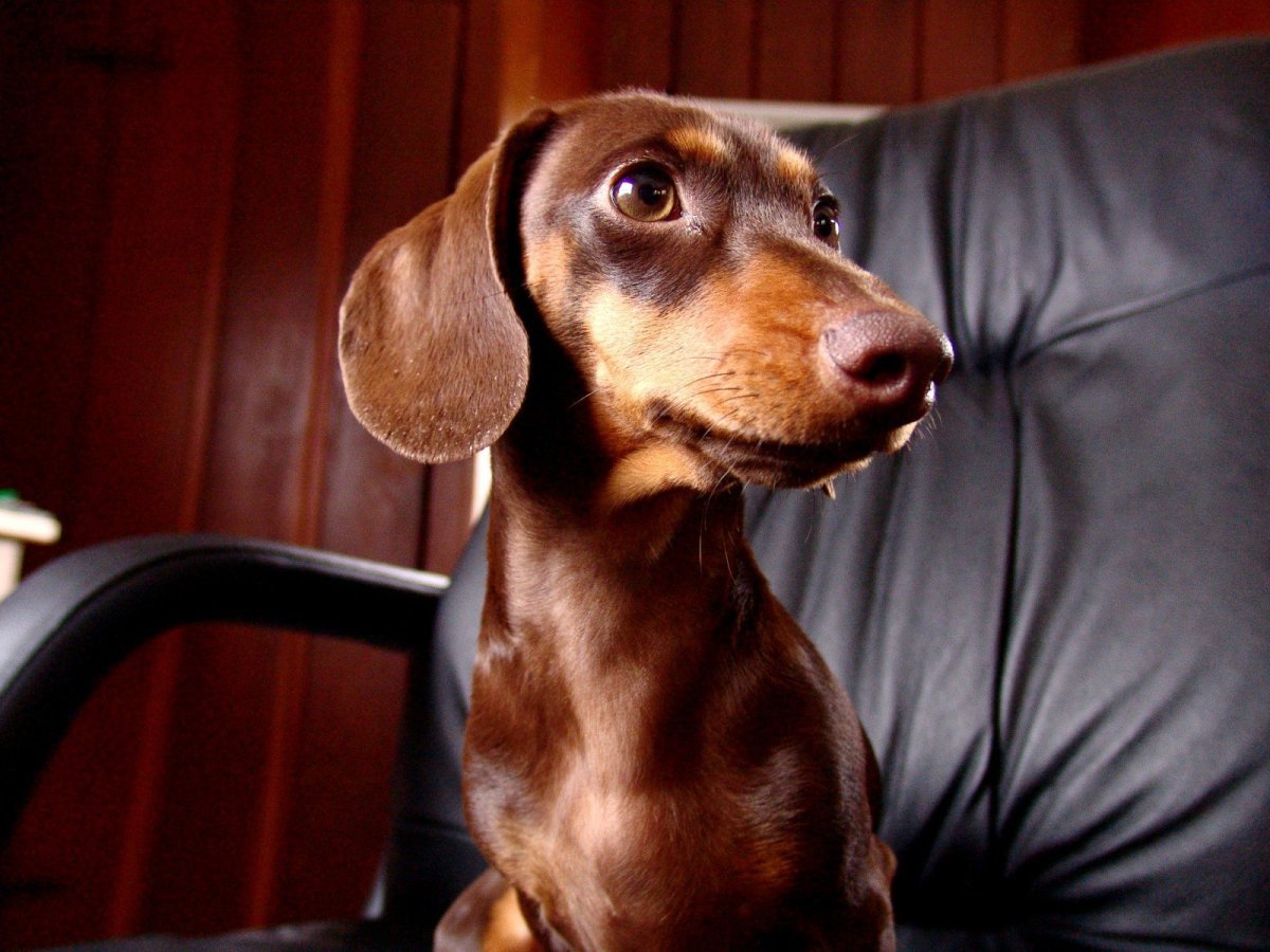 Чисто черный Доберман