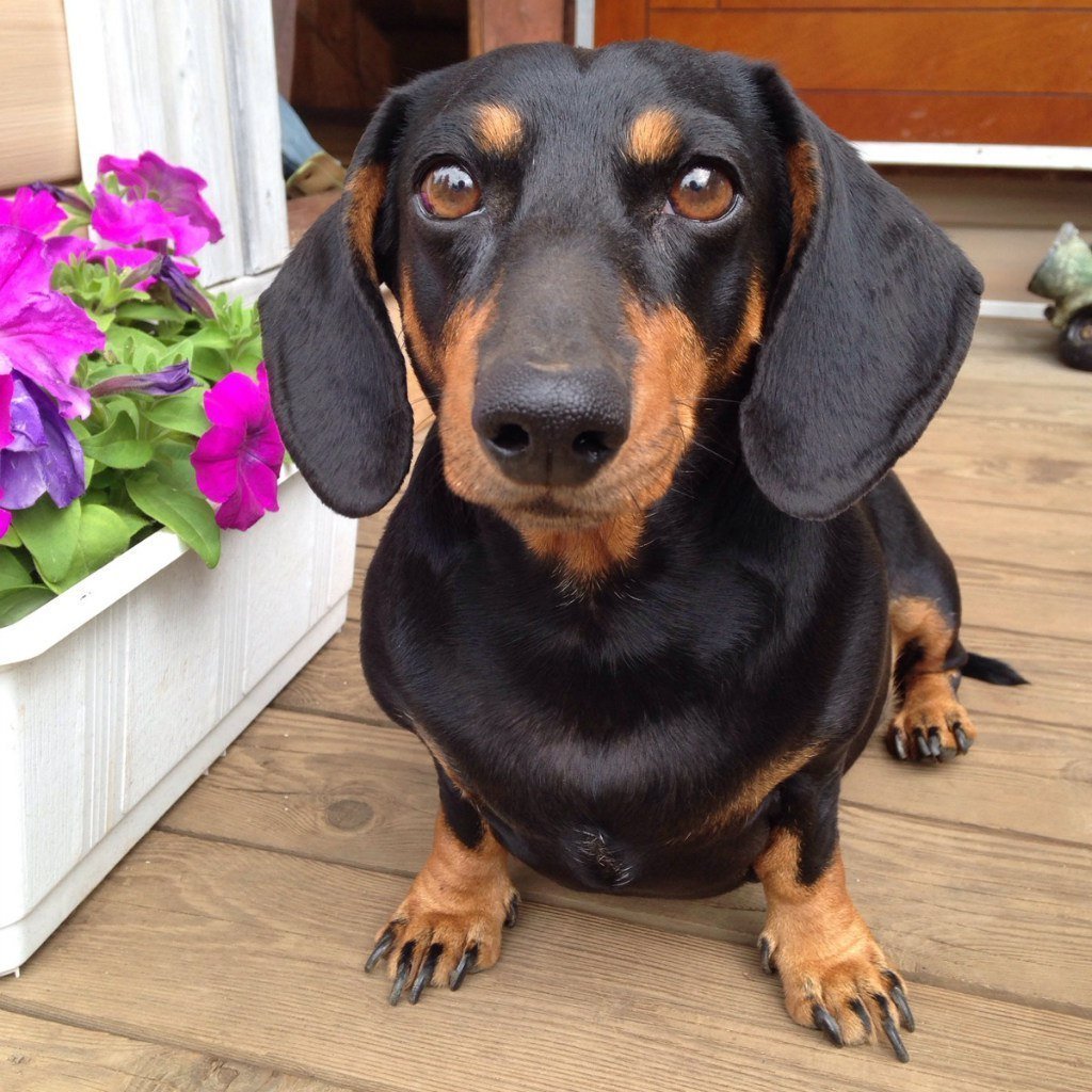 Джек-Рассел-терьер черный