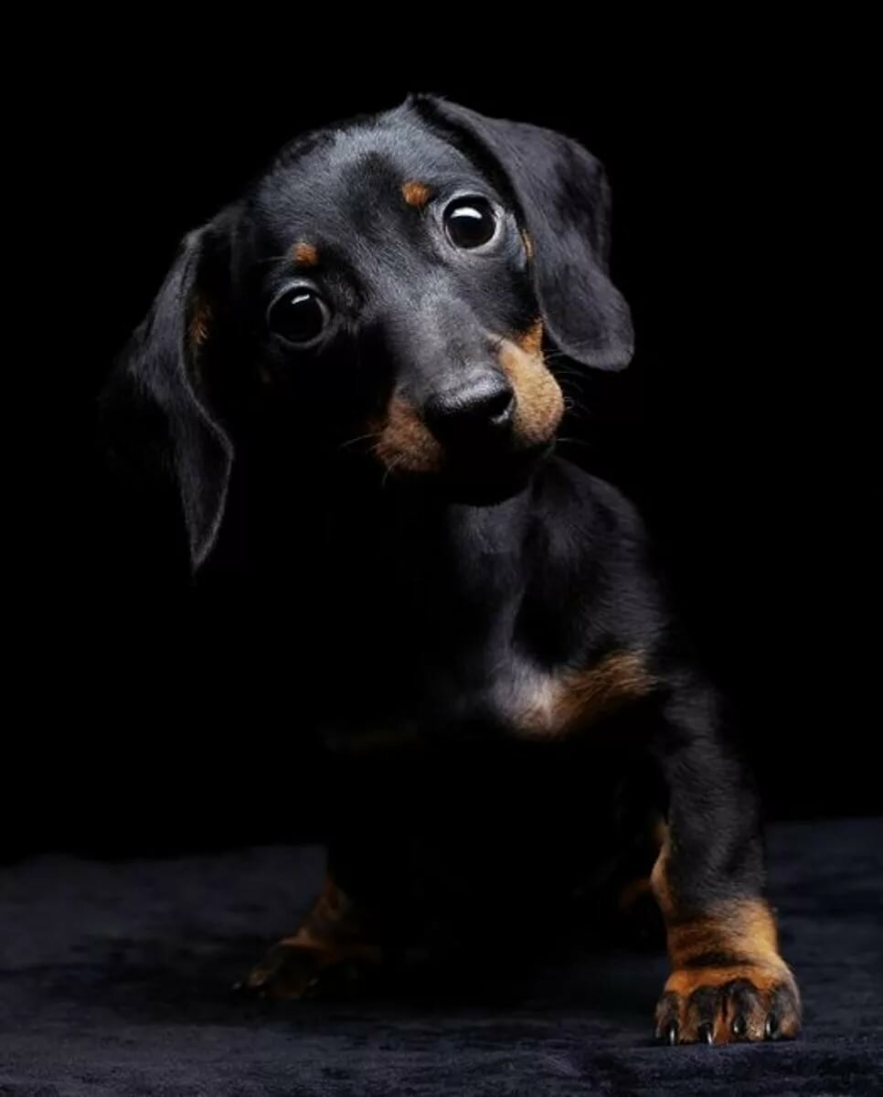 Такса черная