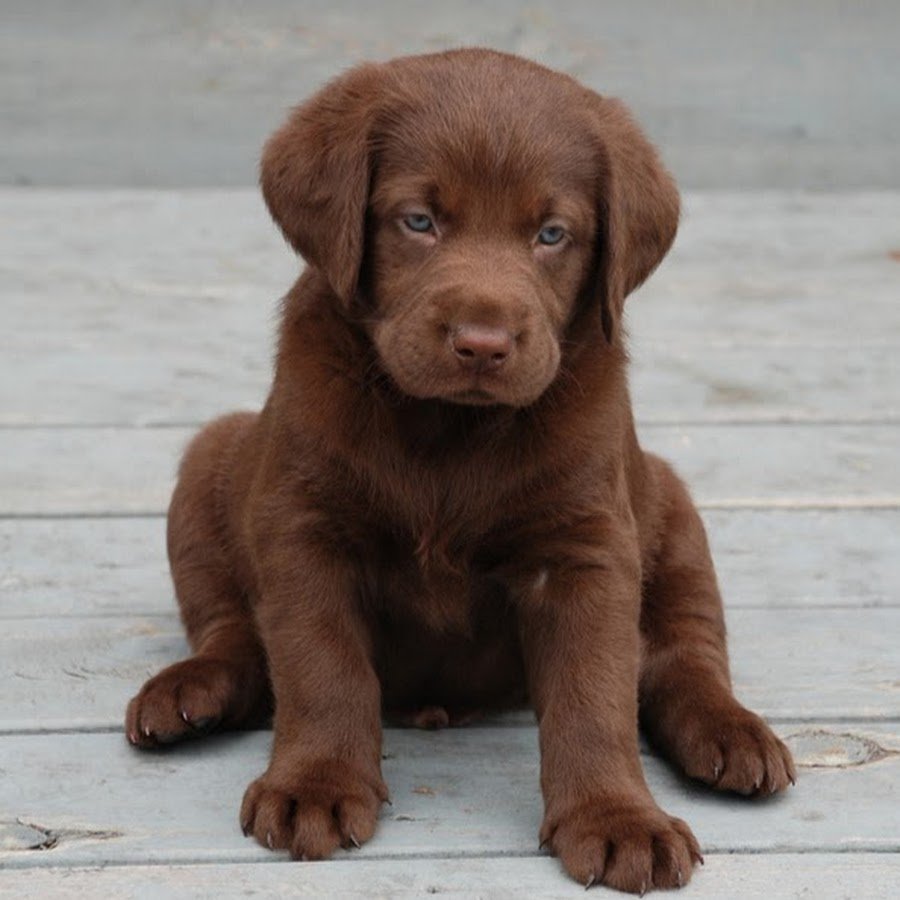 Доберман пинчер сидит