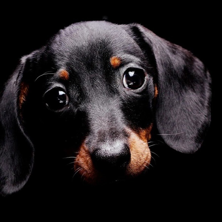 Лабрадор ретривер профиль