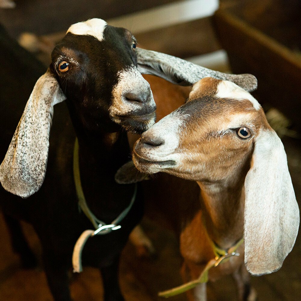 Коза альпо нубийской породы
