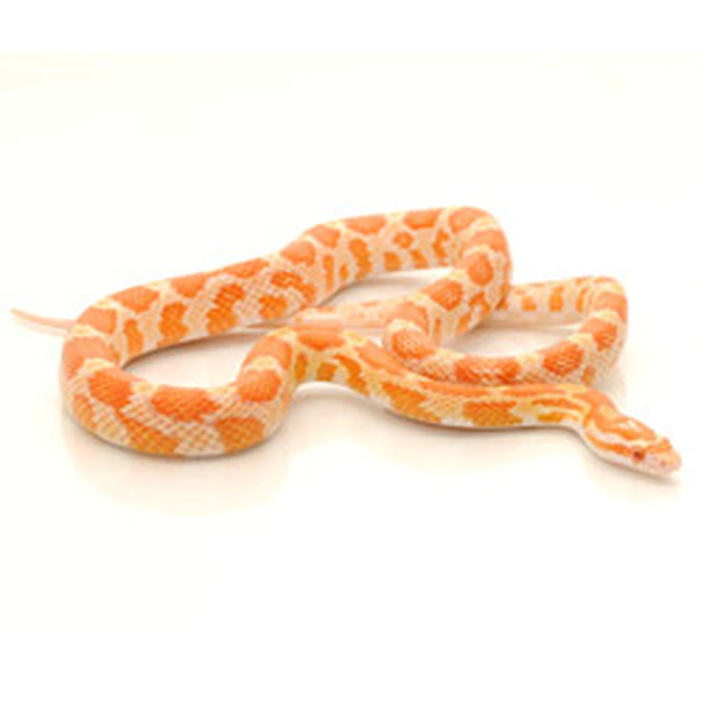 Маисовый полоз Creamsicle