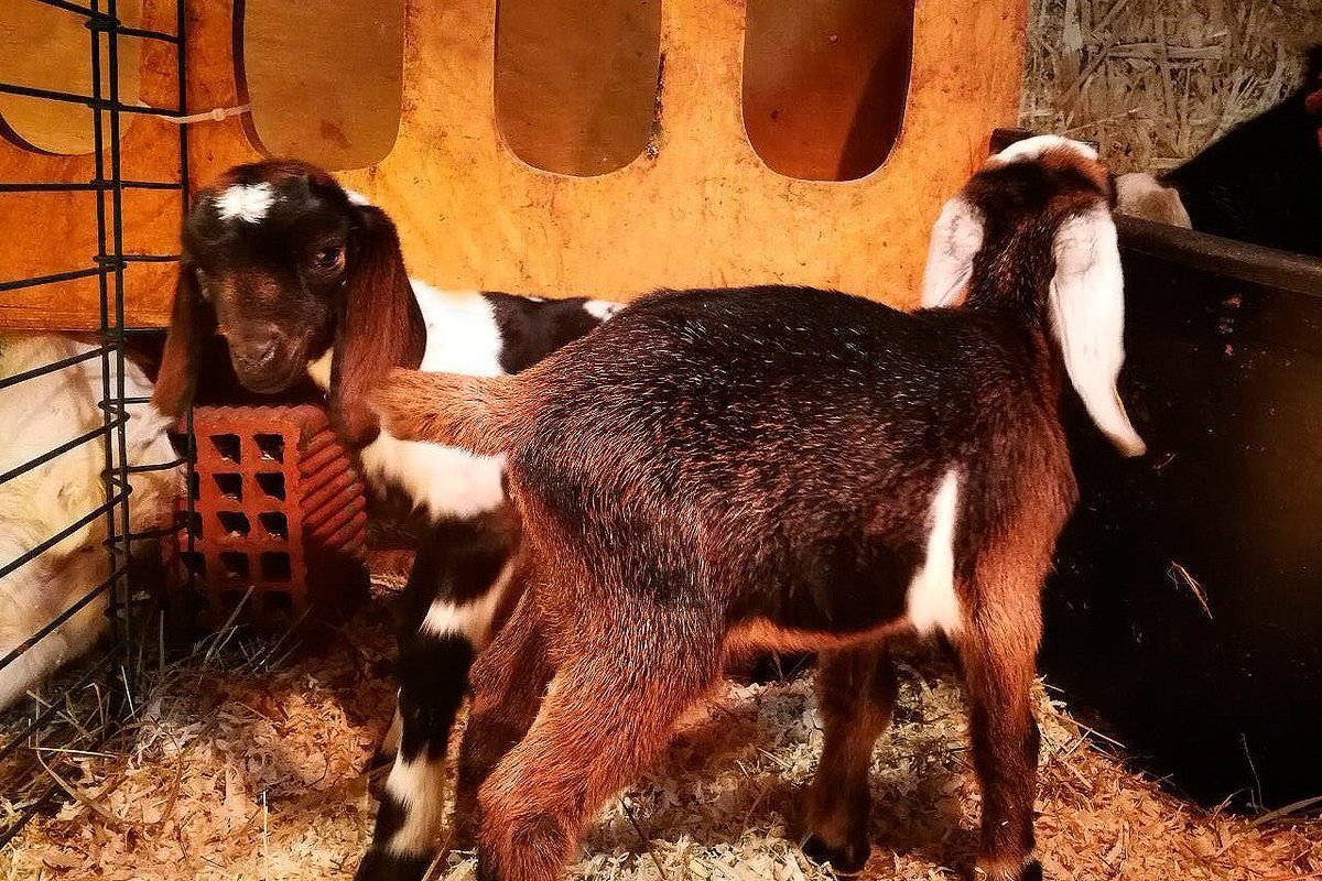 Нубийская ангорская коза