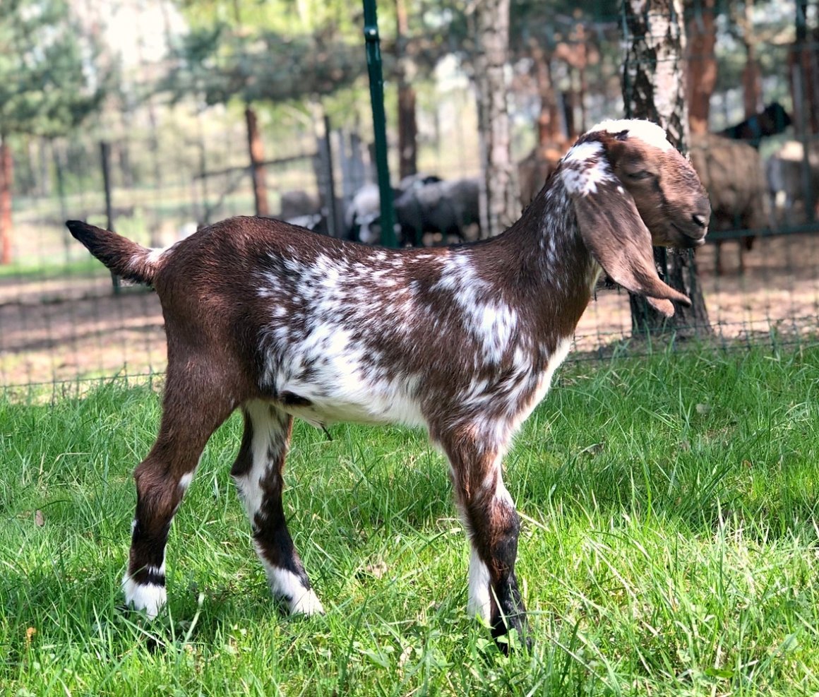 Англо-нубийская коза