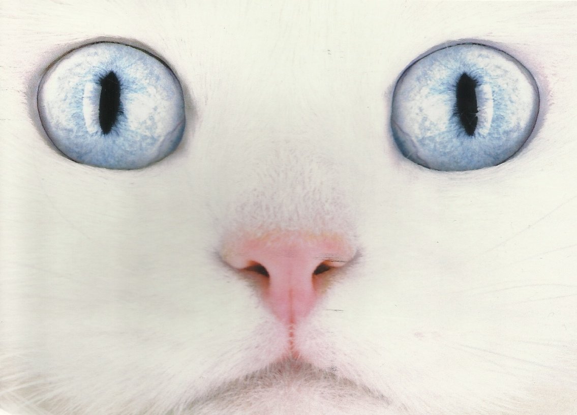 Милые мордашки белых котиков