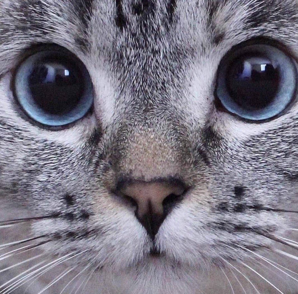 Морда котика