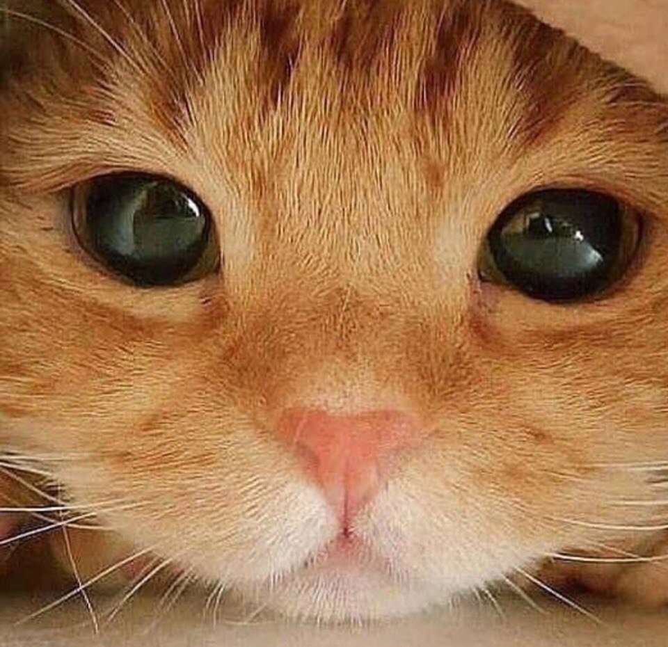 Милые кошачьи мордочки