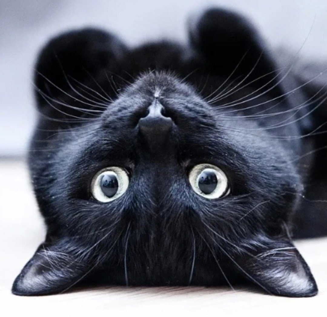 Черный кот на аву