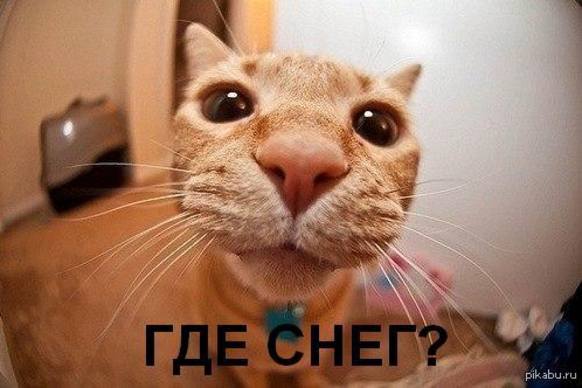 Кот мордой в камеру