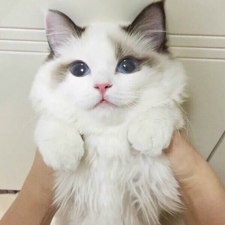 Кот с розовыми щеками