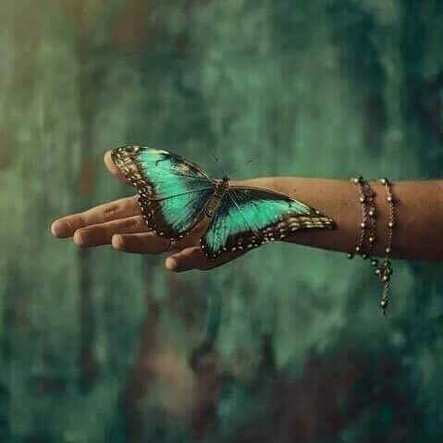 Картинки бабочка на руке красивые
