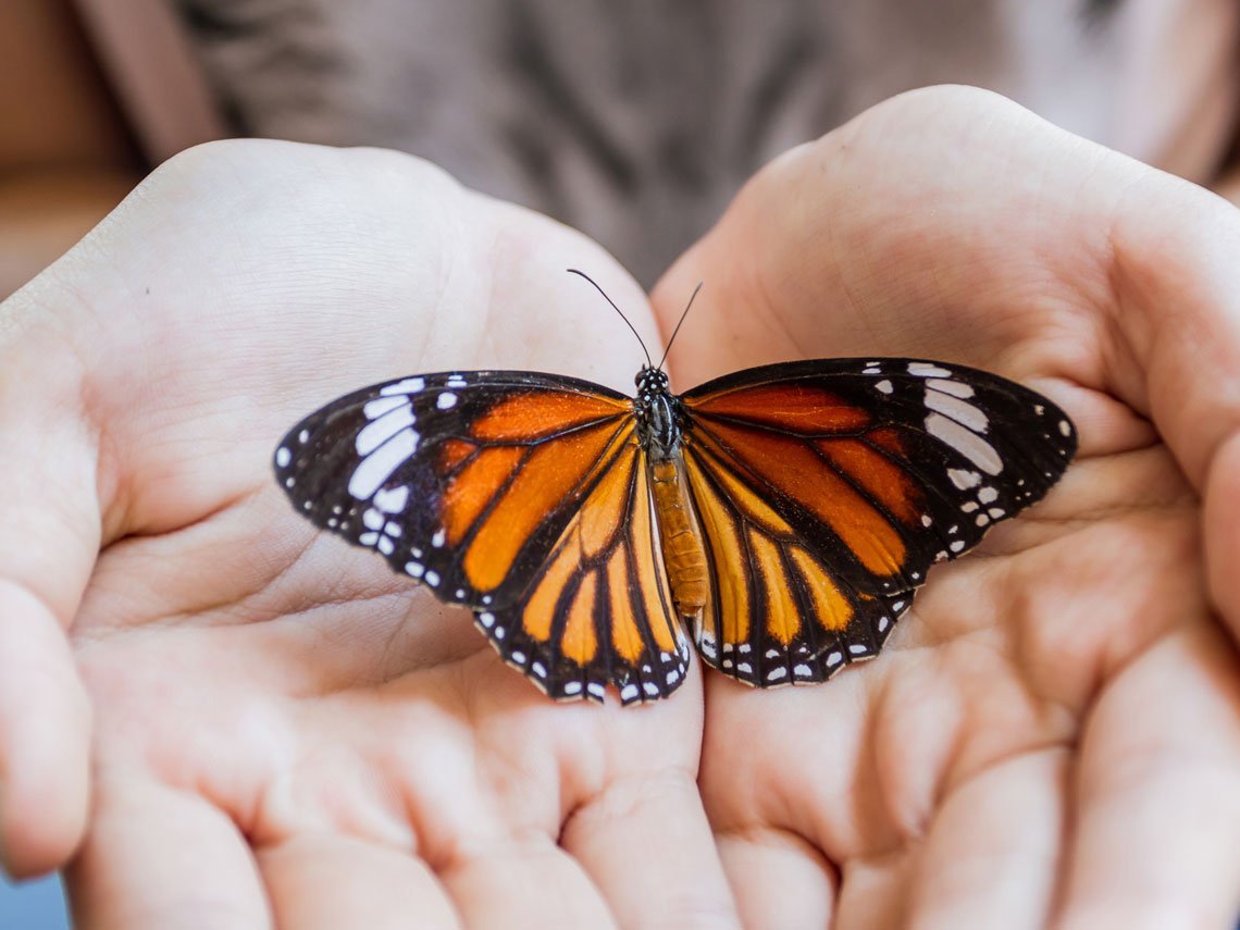 Красивая бабочка на женской ладони