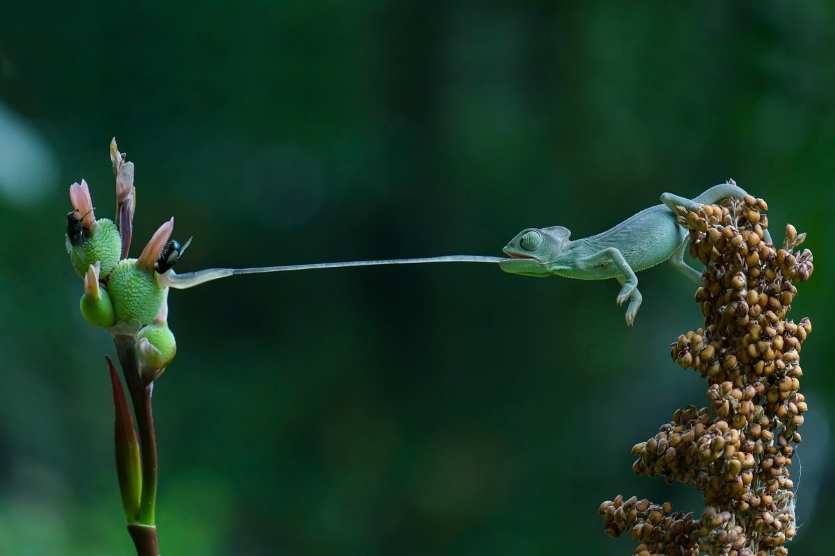 Конечности хамелеона