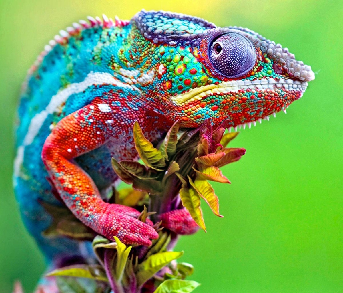 Хамелеон аватарка
