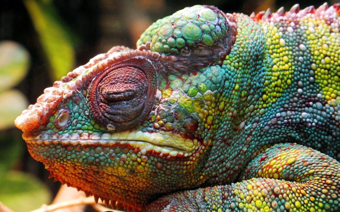 Чешуйчатые пресмыкающиеся