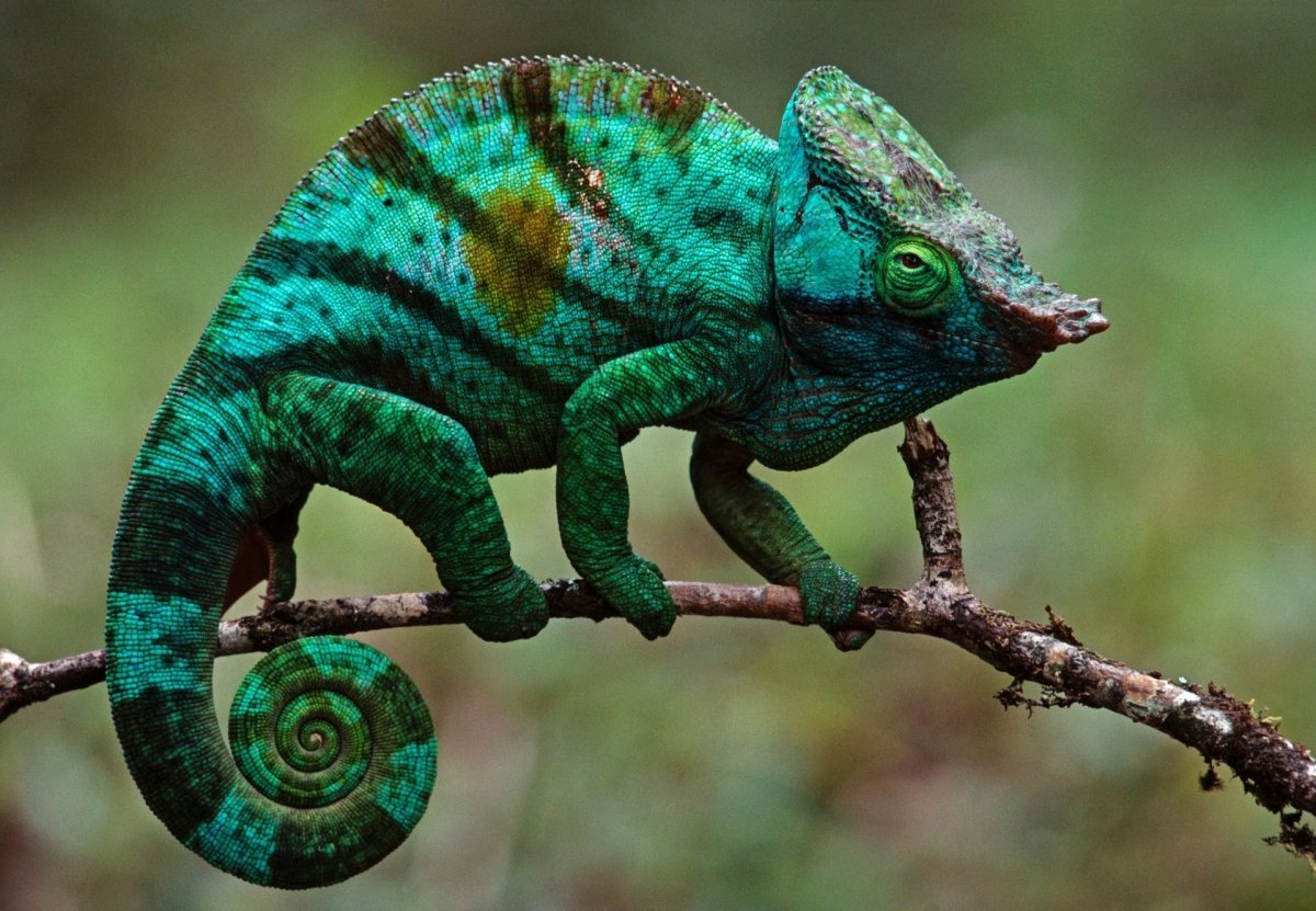 Пантерный хамелеон хамелеоны