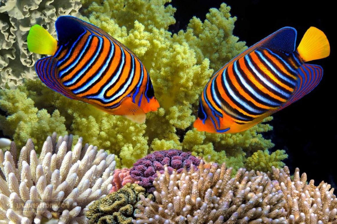 Коралловый риф рыба ангел