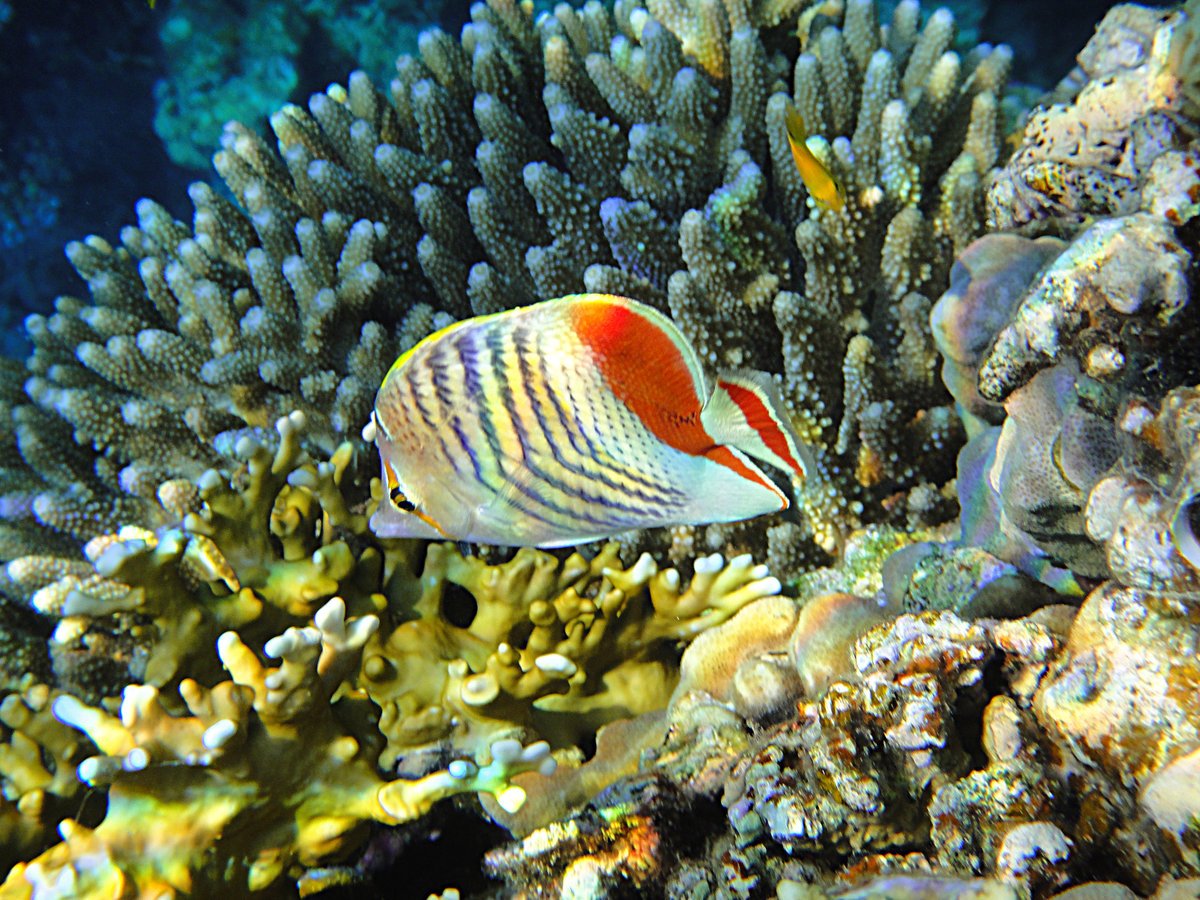 Рифовые рыбки Египта
