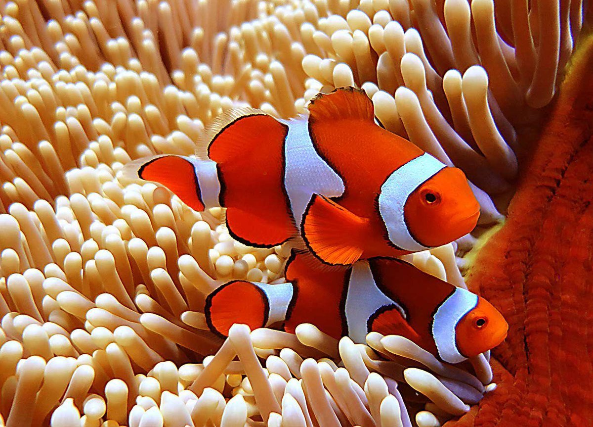 Рыба - попугай на рифе