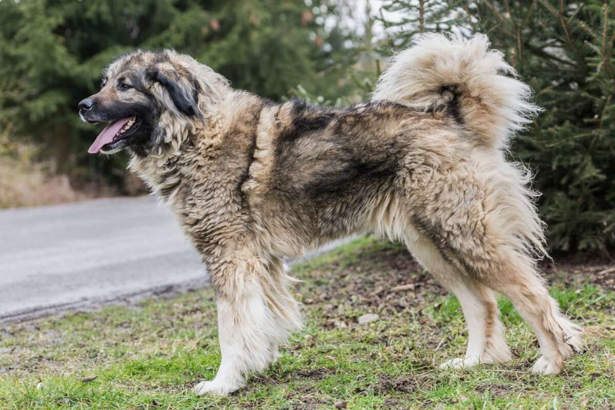 Гарафийская овчарка