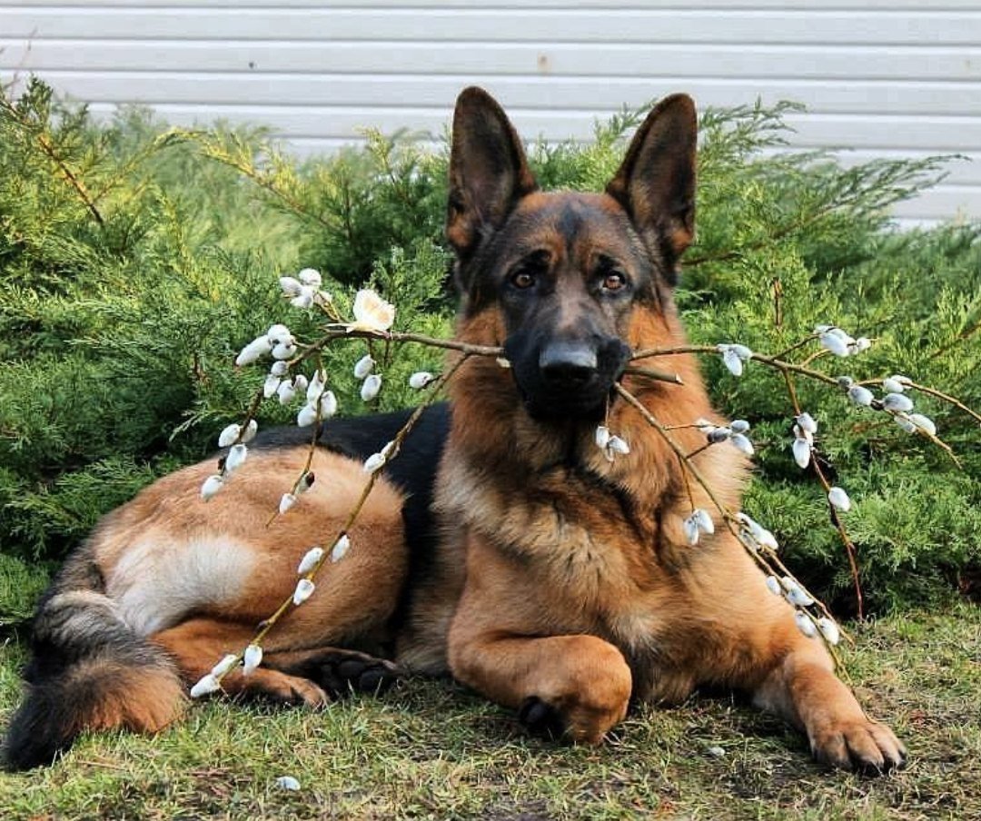 Овчарка европейская Дальневосточная