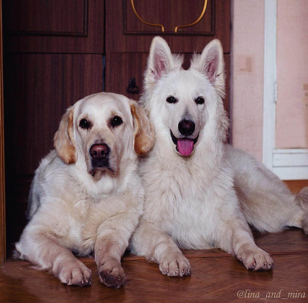 Южнорусская овчарка окрасы